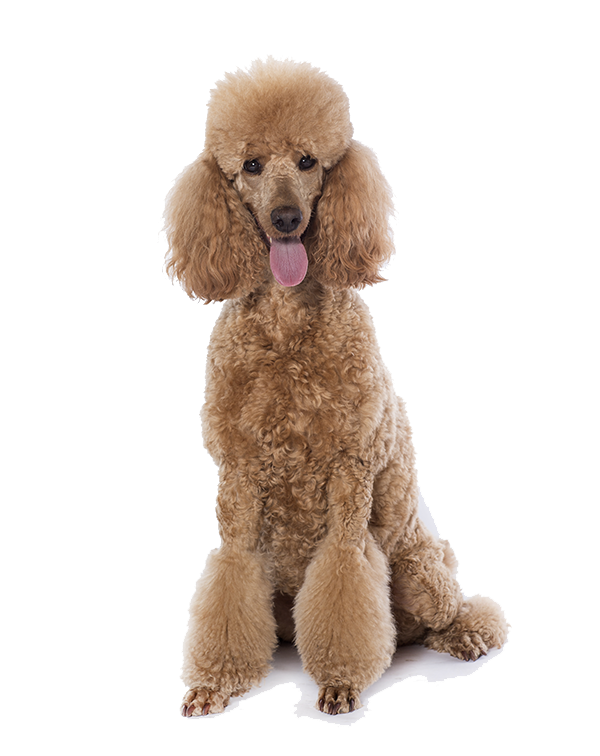 why are dogs bred with poodles