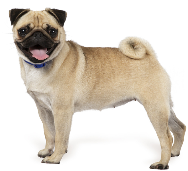 types of pug dogs