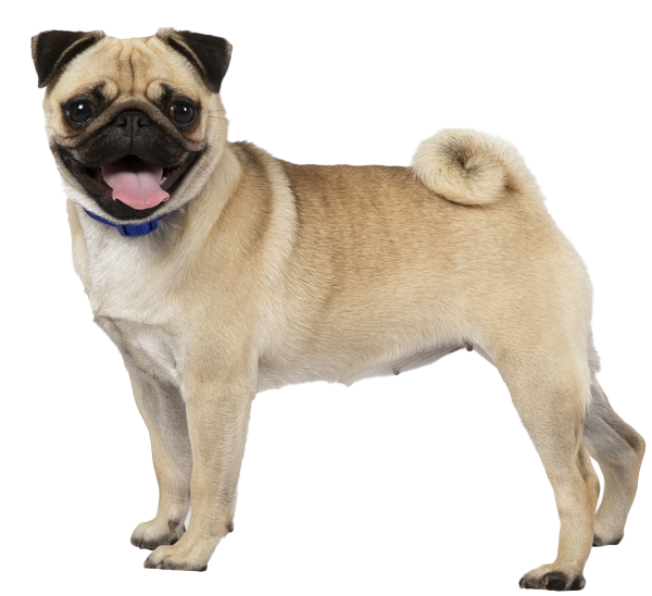 Are Pugs Easy to Train ?: Unlocking the Secrets to Effortless Training