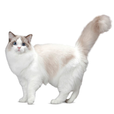 Ragdoll Cat Personality, Temperament and Lifespan | Petplan