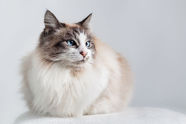 grey and white ragdoll