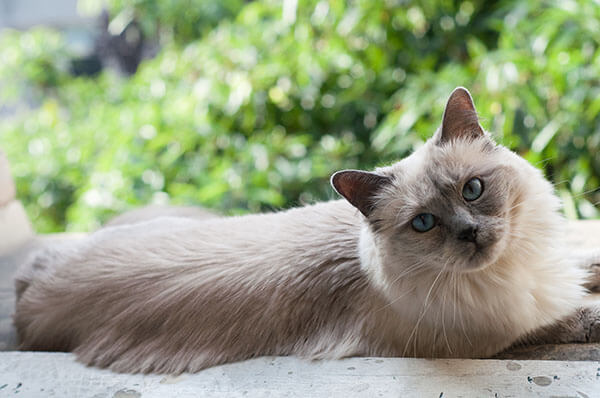 black ragdoll cat