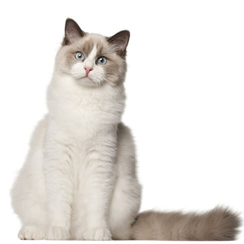 male ragdoll cat