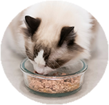 Ragdoll food and diet