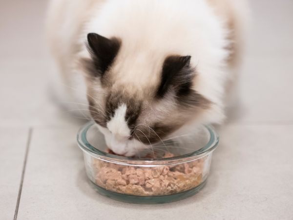 Ragdoll food and diet