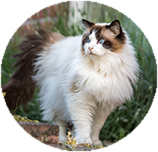 Ragdoll grooming and coat care