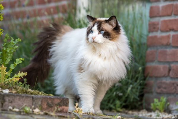 Ragdoll grooming and coat care