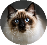 Ragdoll personality and temperament