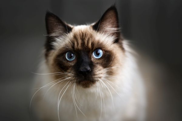 Ragdoll personality and temperament