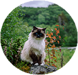 Ragdoll training and behaviour