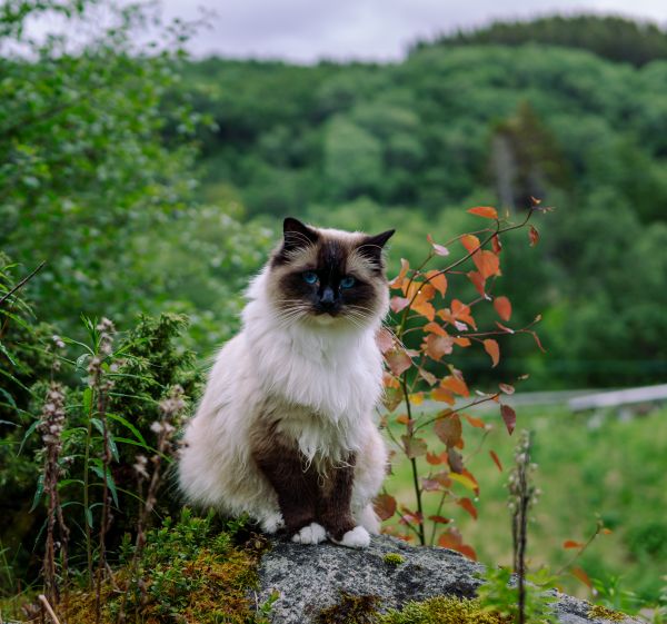 Ragdoll training and behaviour