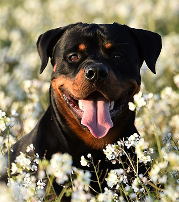 rottweiler