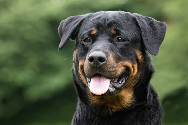 are rottweilers good pets