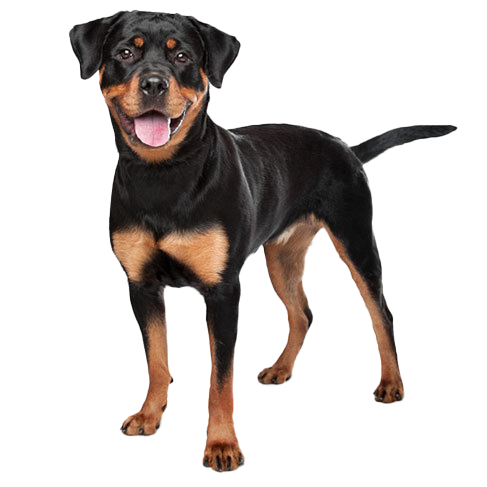 are there 2 different types of rottweilers