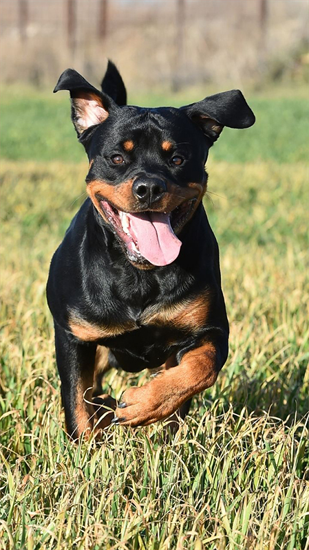 rottweiler