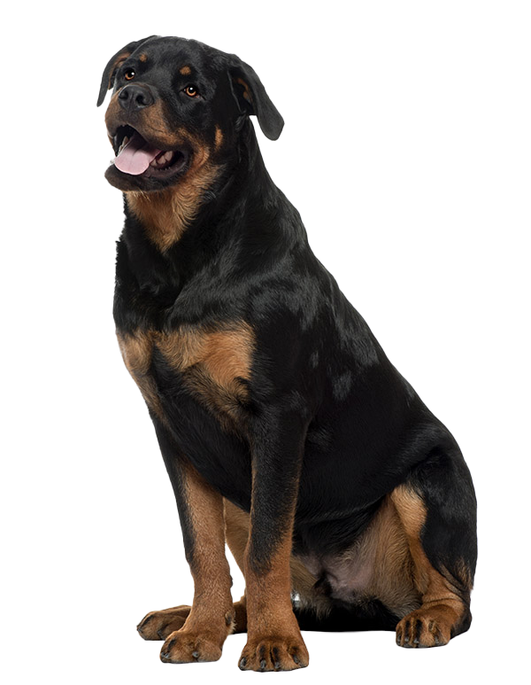 do rottweilers need a lot of space? 2