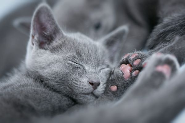 Russian blue kittens for sale sales trading post