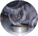 Russian Blue food and diet