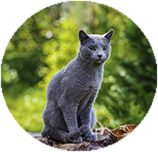 Russian Blue grooming and coat care