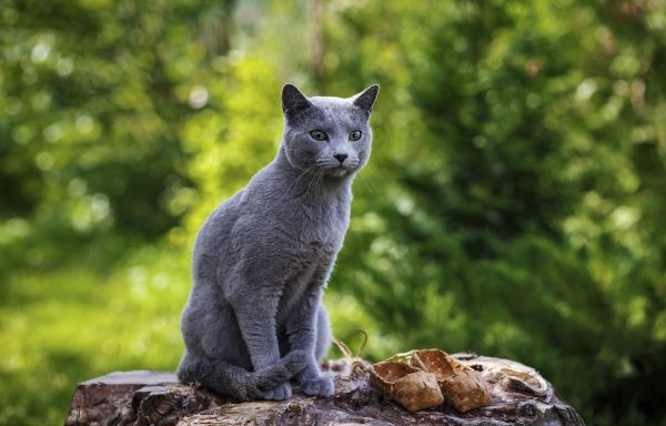 Russian Blue grooming and coat care