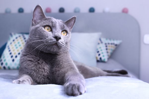 Russian Blue personality and temperament