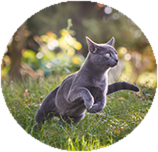 Russian Blue training and behaviour