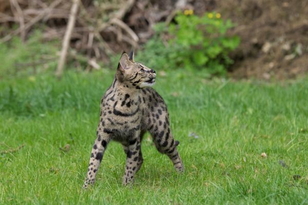 Savannah training and behaviour