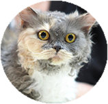 Selkirk Rex grooming and coat care