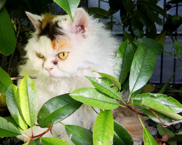 Selkirk Rex training and behaviour