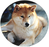 Shiba Inu img