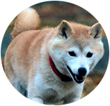 Shiba Inu img