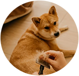 Shiba Inu img