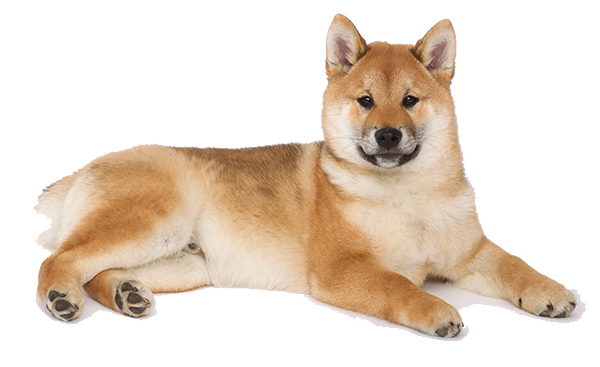 is a shiba inu a prey breed