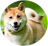 Shiba Inu img