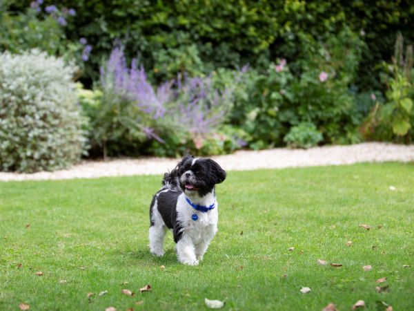 Beagle img