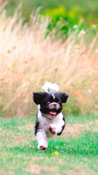 Shih Tzu Dog Breed Information & Characteristics