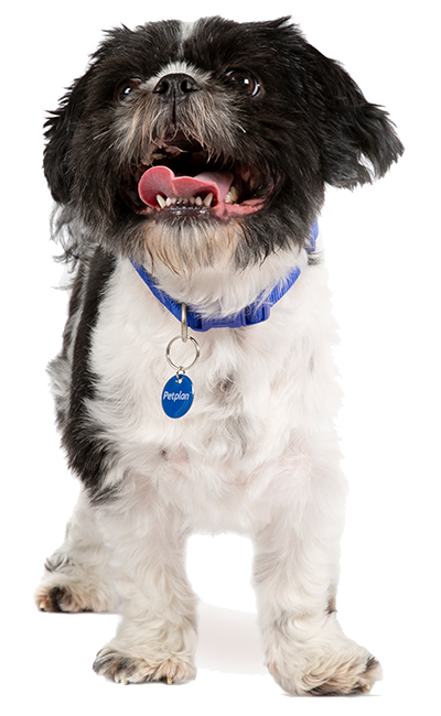 https://www.petplan.co.uk/images/breed-info/shih-tzu/vital-stats_shih-tzu.png