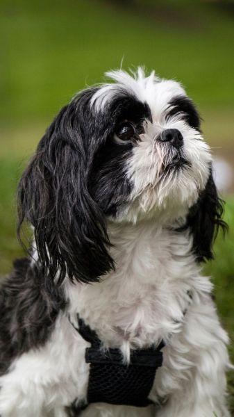 Everything You Should Know About The Shih Tzu Breed of Dogs