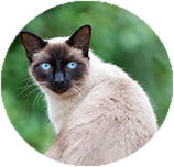 Siamese grooming and coat care