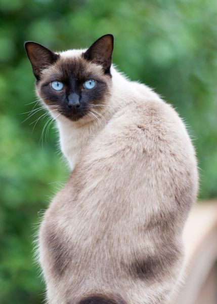 Siamese grooming and coat care