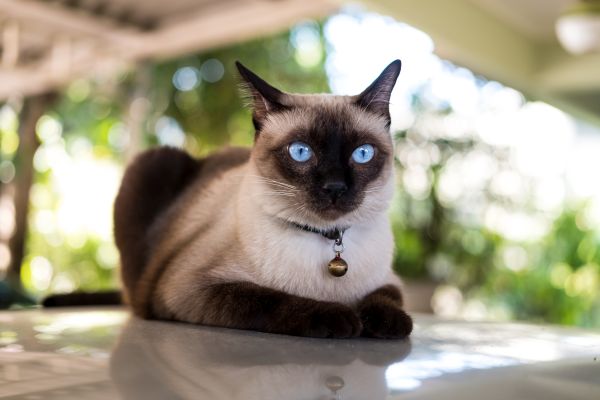 Siamese personality and temperament