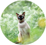 Siamese training and behaviour