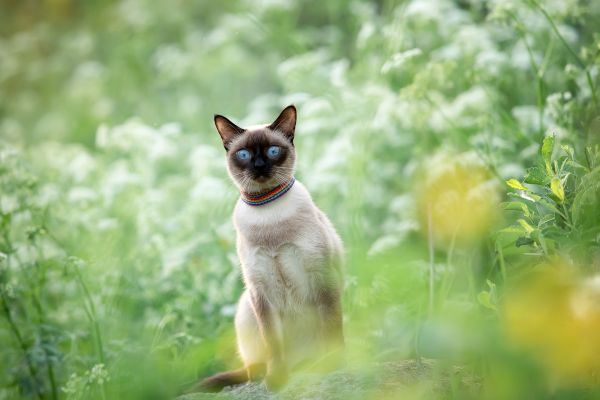 Siamese training and behaviour