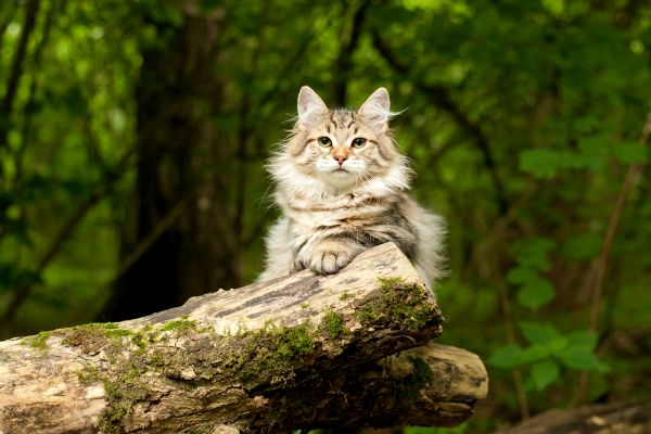 Siberian training and behaviour