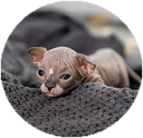 Sphynx before you buy