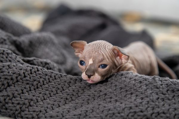 Sphynx before you buy