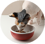 Sphynx food and diet