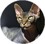 Sphynx grooming and coat care