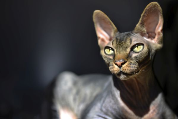 Sphynx grooming and coat care