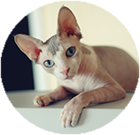 Sphynx personality and temperament